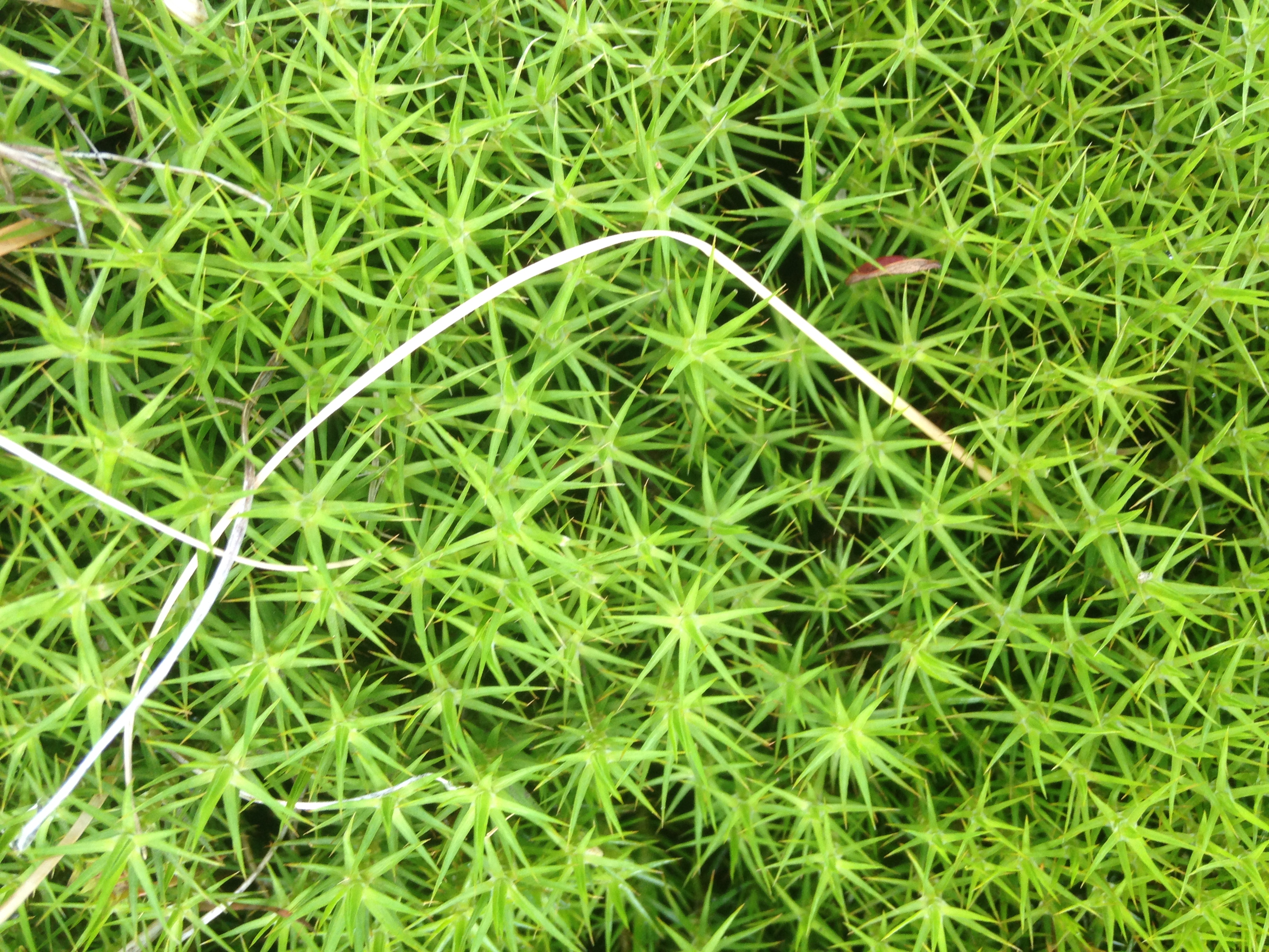photograph of a stick laying on bright green star foliage