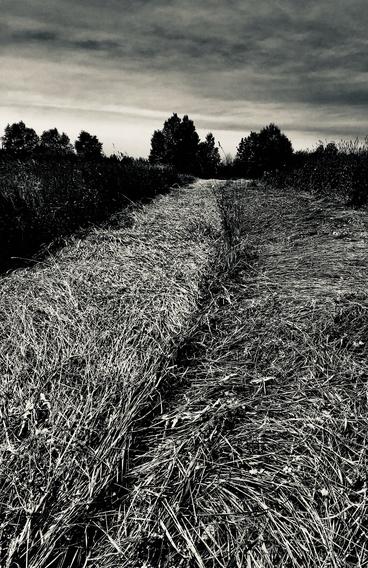 black and white photograph of a pathway through flattened long grass